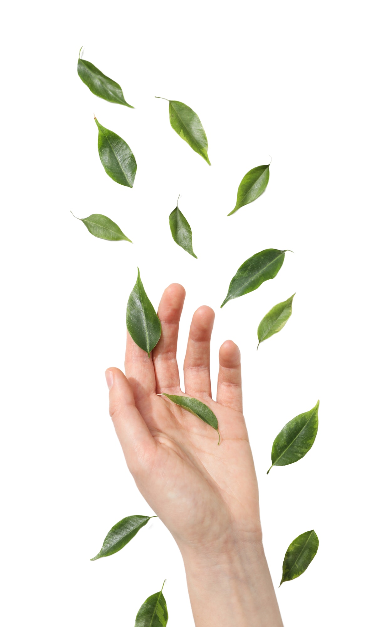 Hand and leaves isolated on white background, PNG